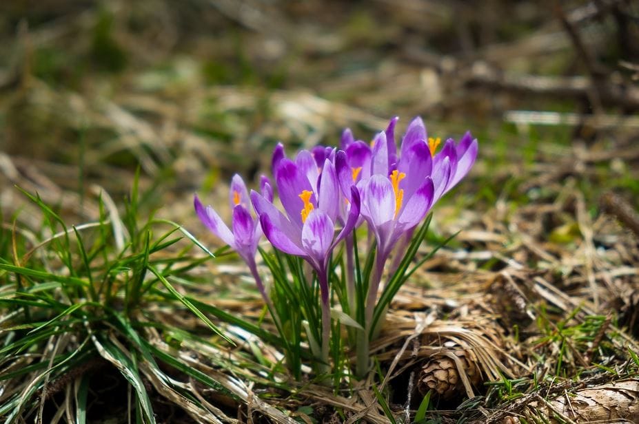 Zaj Ab in Saffron Farming