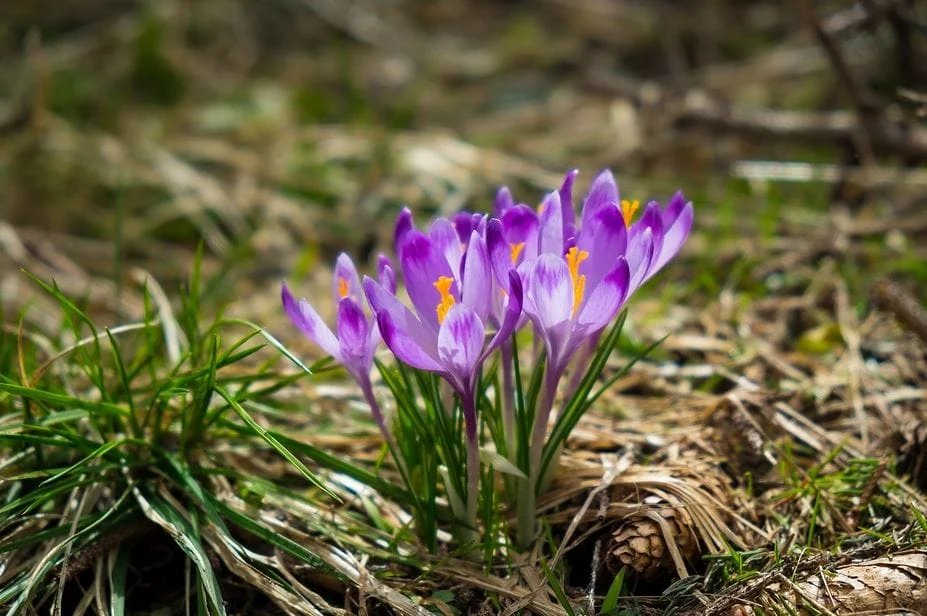 Zaj Ab in Saffron Farming