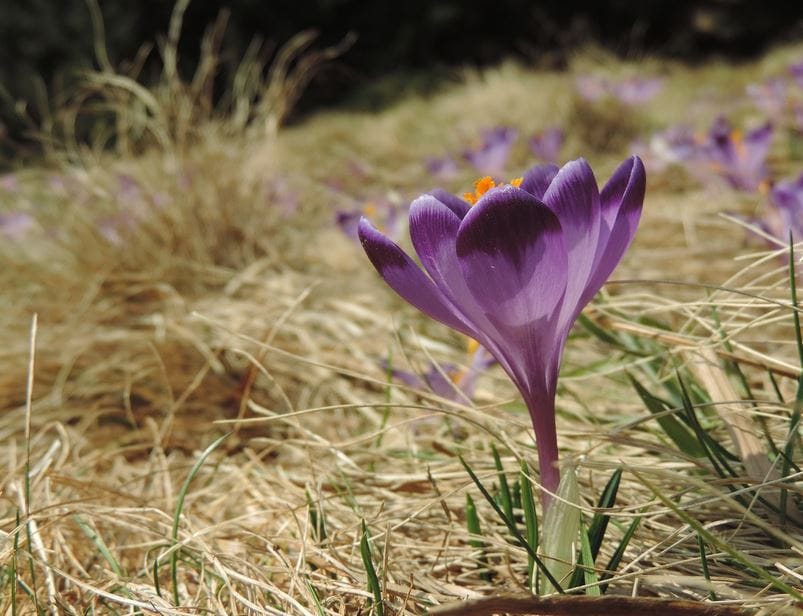 Ideal saffron farming method
