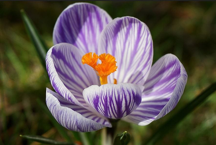 Saffron cultivation in Iran