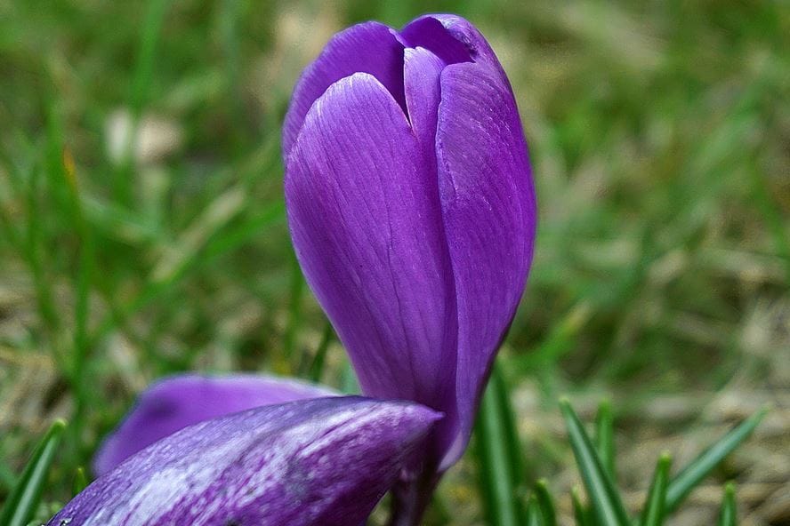 Saffron Grinder Benefits