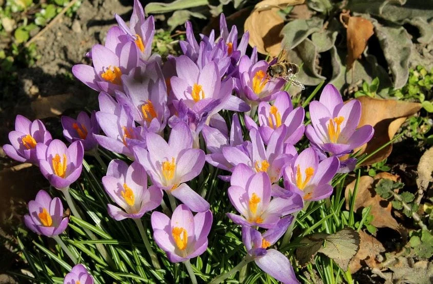 Mesghal of Saffron