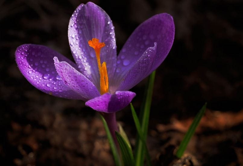 Saffron Types and Their Quality