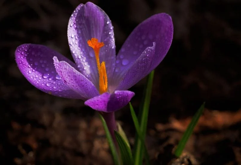 Saffron Types and Their Quality