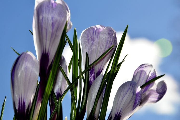 Best ways to store saffron