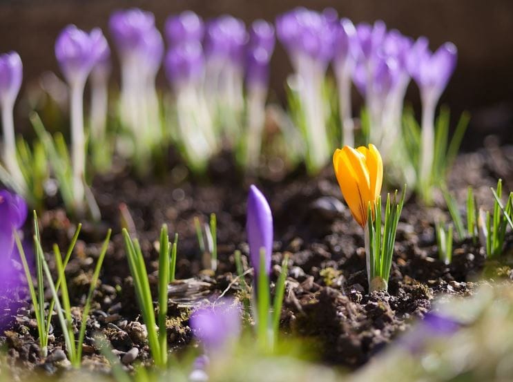 Saffron health benefits