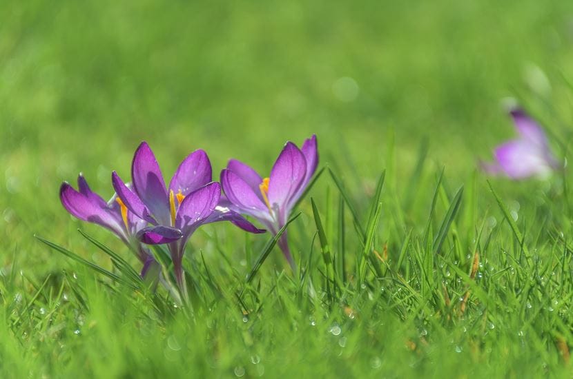 saffron export rules