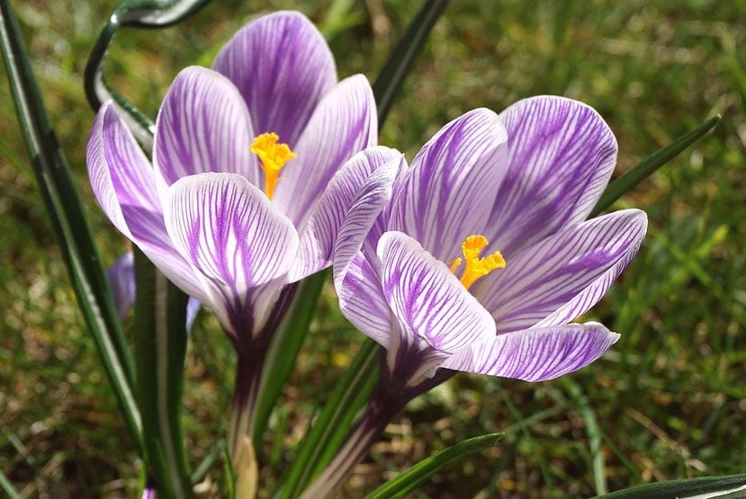Saffron grade quality