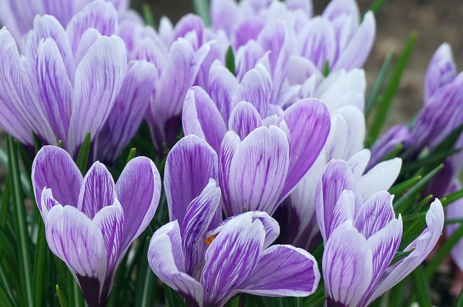 Expensive Saffron Types
