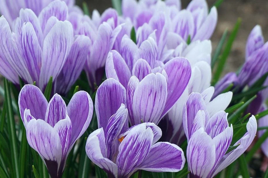 Expensive Saffron Types