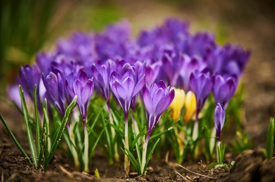 saffron for memory enhancement