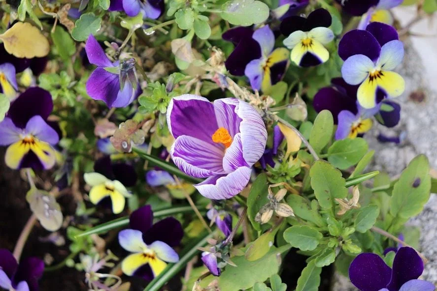 Exporting Saffron