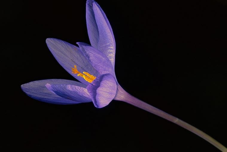 Most Expensive Saffron