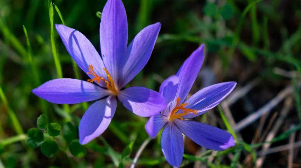 Home Saffron Cultivation