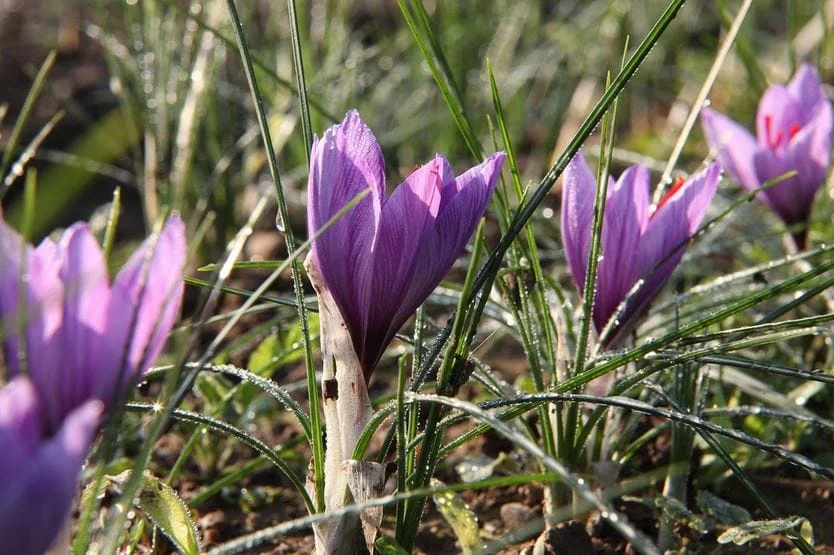 Saffron Health Benefits