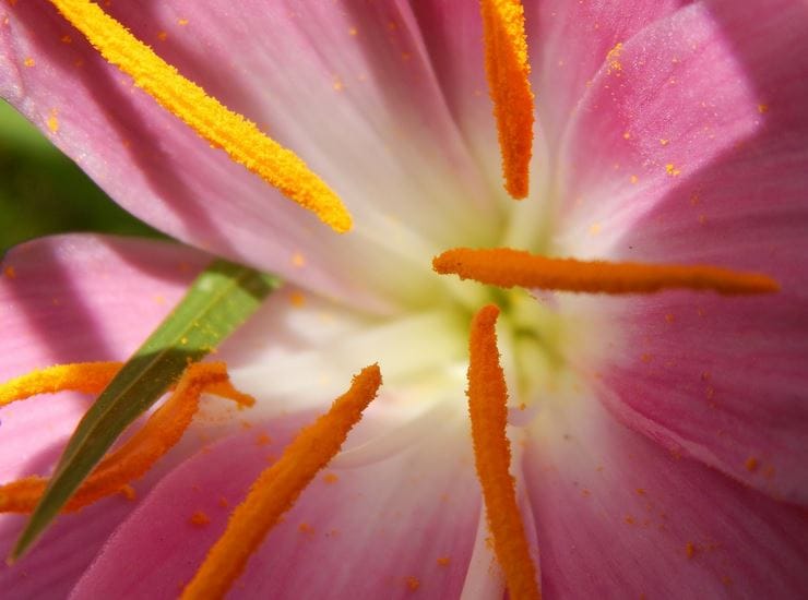 Saffron for Postpartum Depression