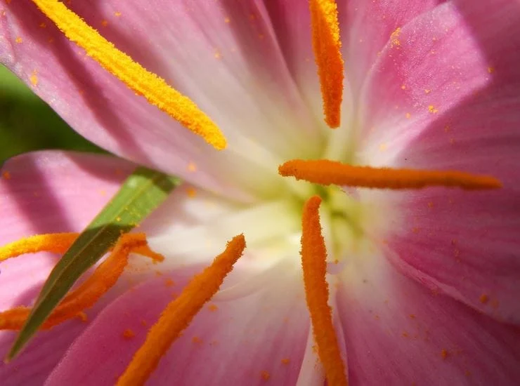 Saffron for Postpartum Depression