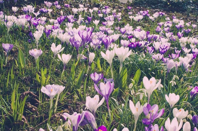 Saffron for Blood Pressure