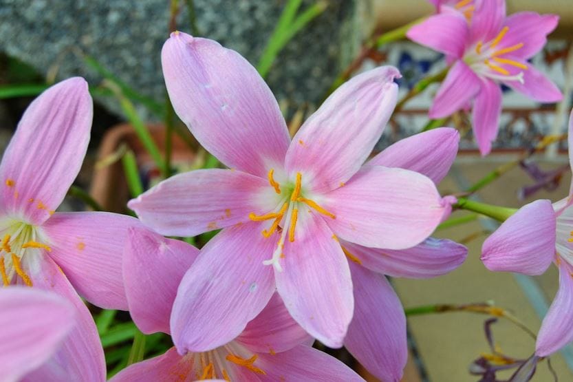 Saffron Benefits