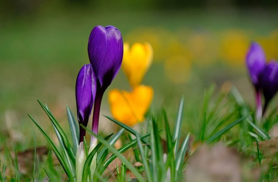 Saffron Benefits for Health