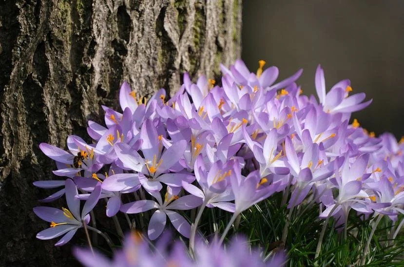 Saffron cultivation