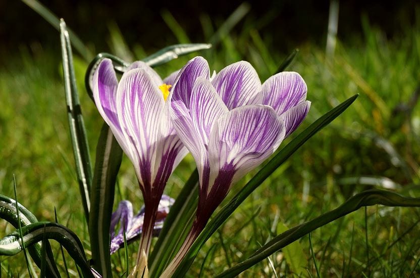 Saffron benefits for women