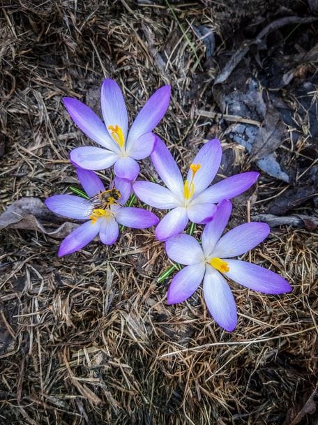 Saffron for Blood Pressure Control