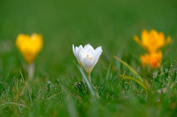 Saffron for Eye Health