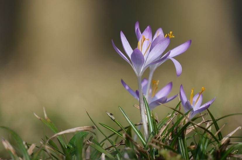 Saffron for constipation