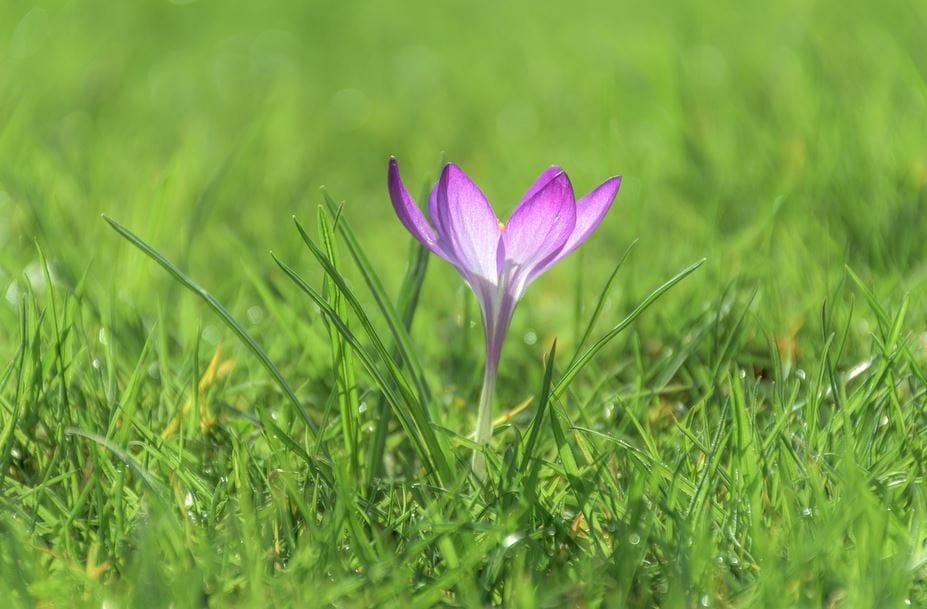Saffron Petals Benefits