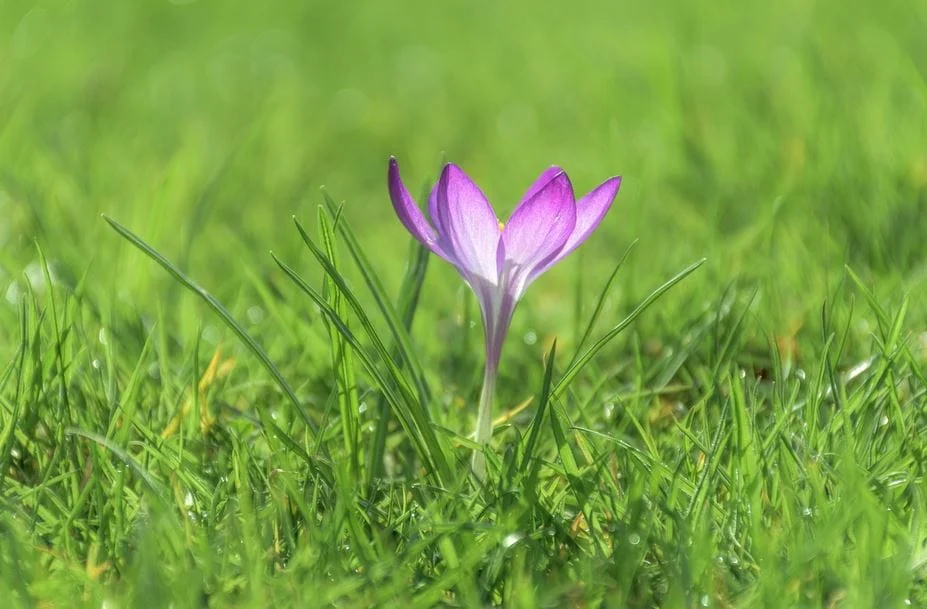Saffron Petals Benefits