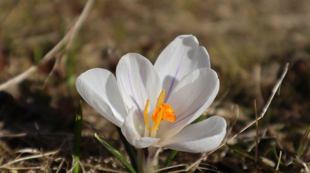 Antioxidants in Saffron