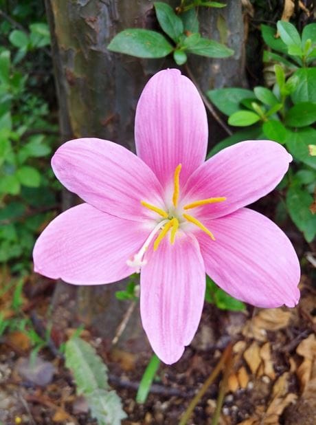Infographic showing saffron benefits for children, from digestion to immune health