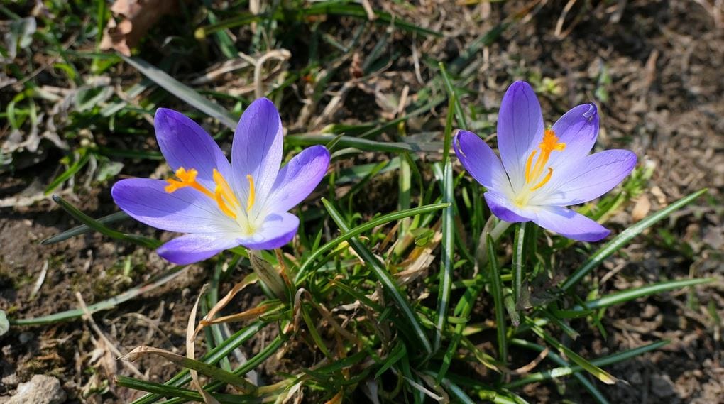 Saffron flag health benefits