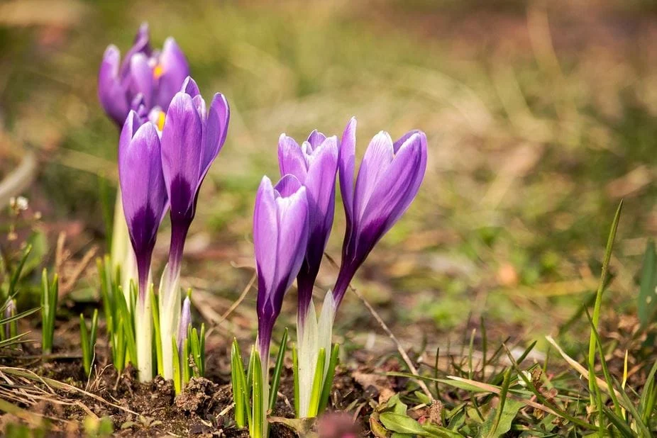Saffron Tea Benefits