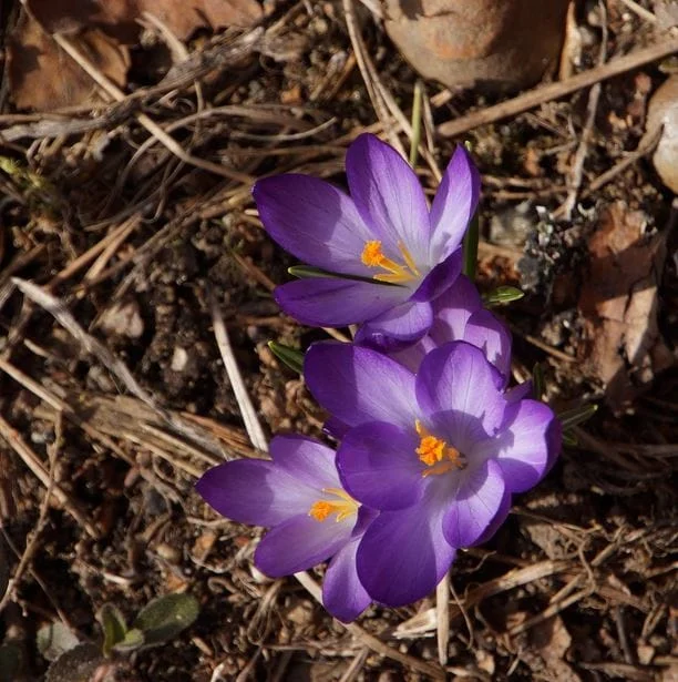 Saffron storage methods