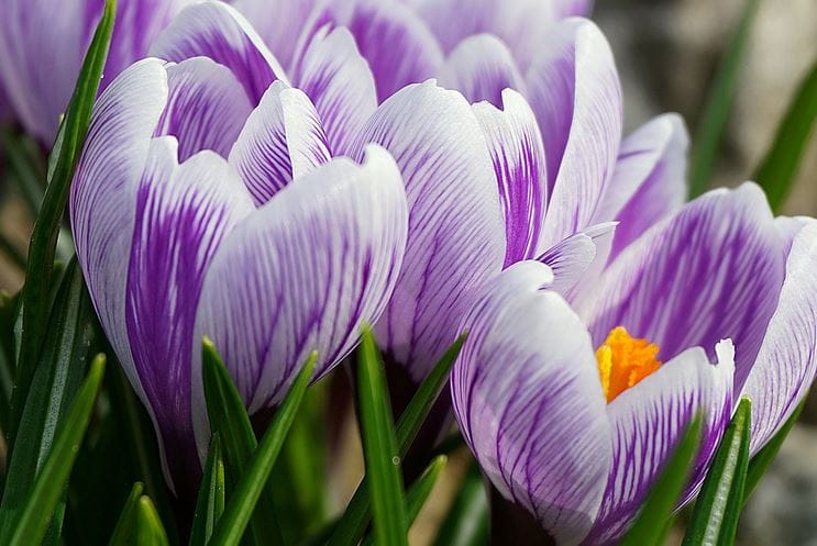 Saffron Powder Benefits