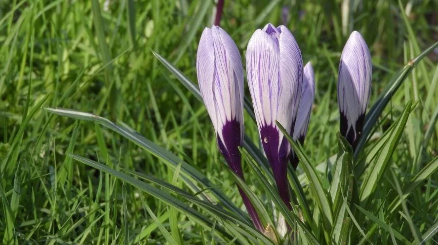 saffron for Persian dishes