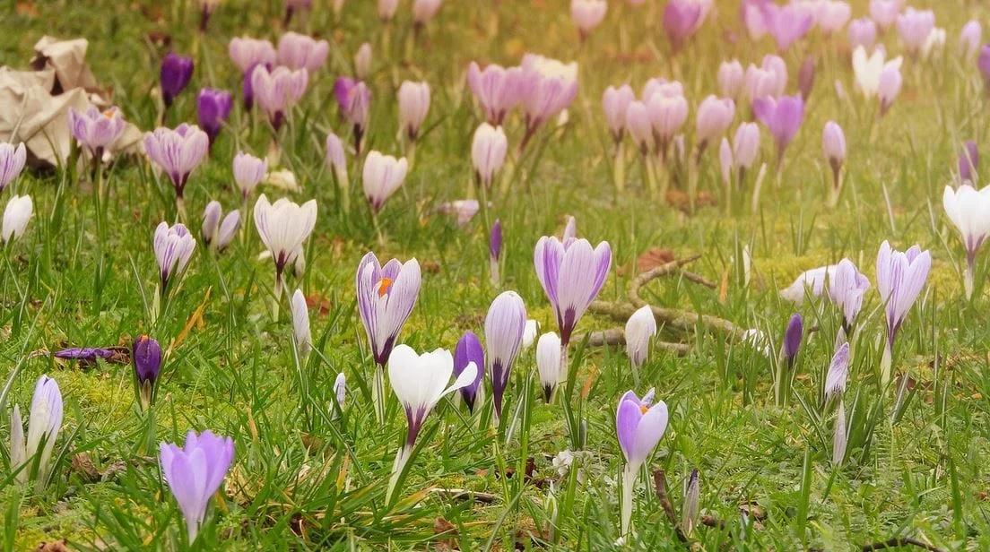 Saffron Milk Benefits