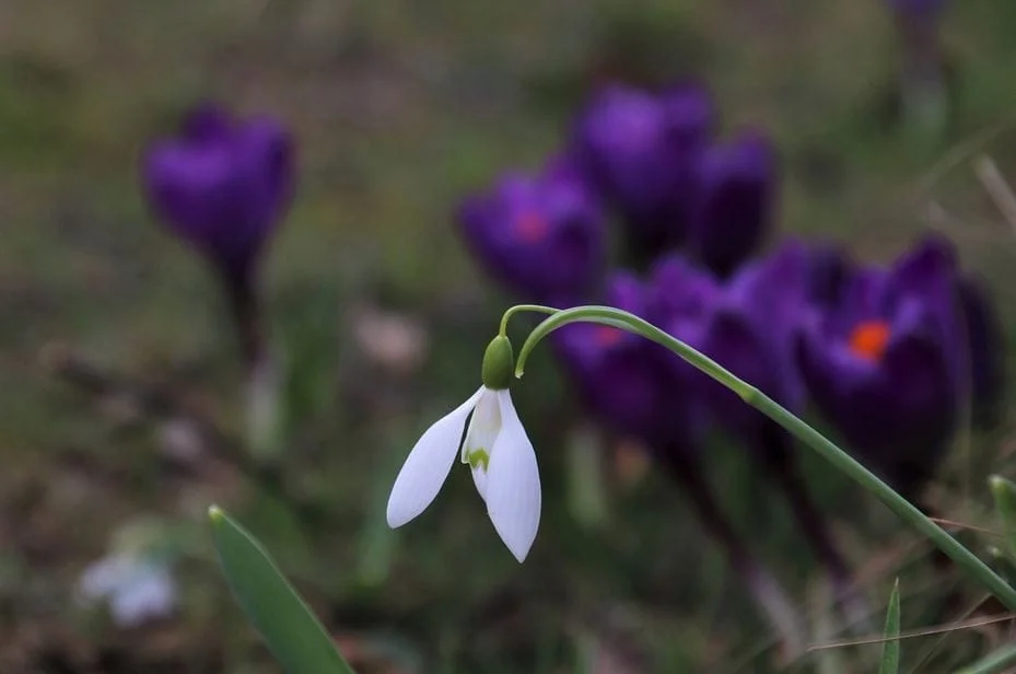 saffron kachi