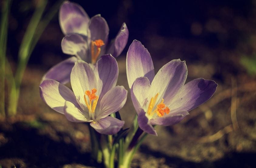 Saffron Pastry Recipe