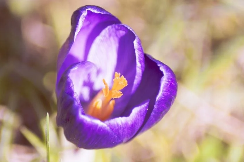 Saffron Khoresh Gheymé