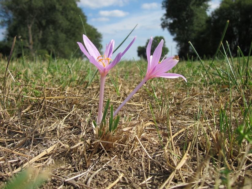 Saffron Tahdig