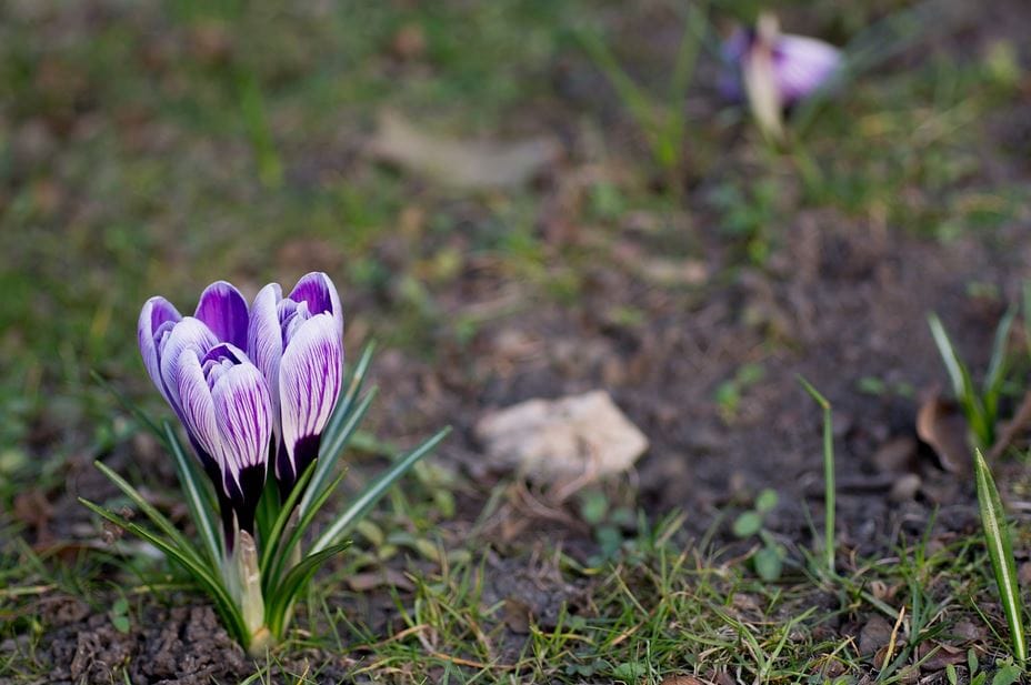 Saffron for Health Benefits