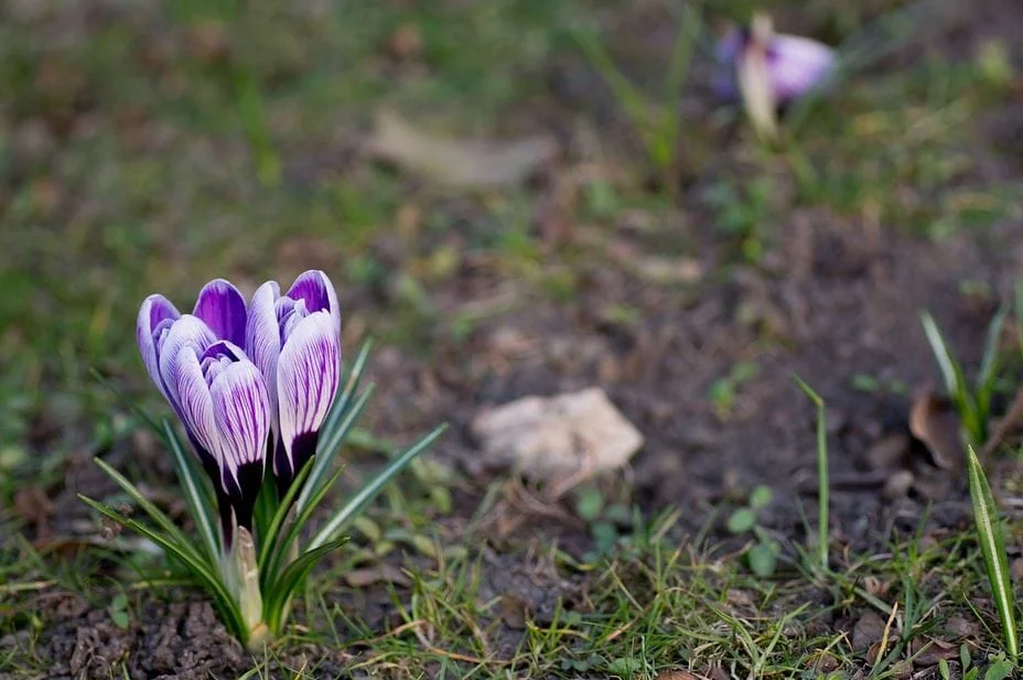 Saffron for Health Benefits