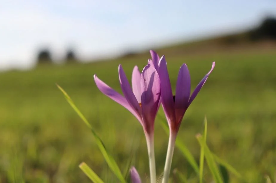 Saffron for Nerve Health