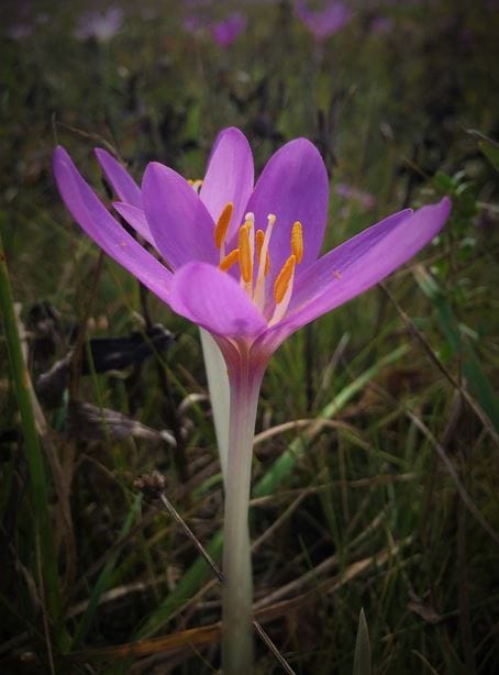 Saffron for Diabetes