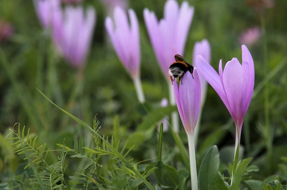 Best Saffron Fungicide