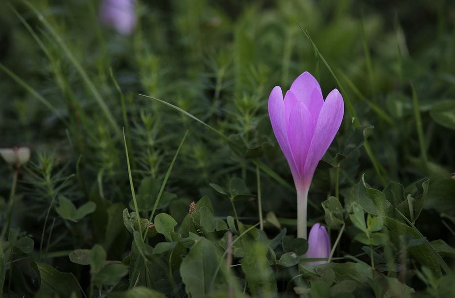 saffron for thyroid health