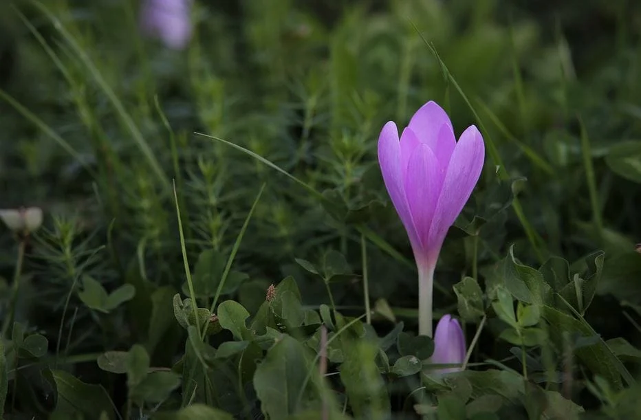 saffron for thyroid health